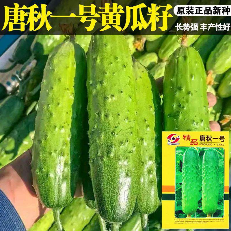 唐秋一号黄瓜种子春秋四