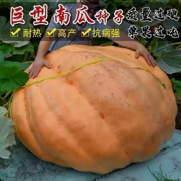 美国巨型南瓜种子特大大南瓜种子太空南瓜种子多籽产籽蔬菜瓜种子
