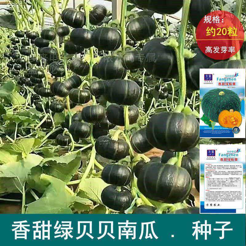 迷你小绿贝贝种子香甜