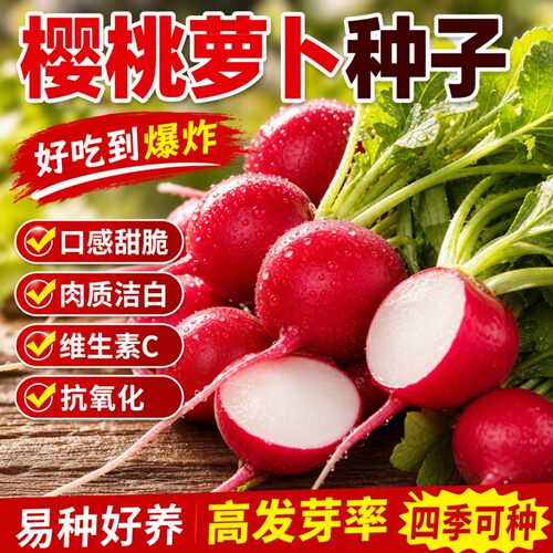 四季樱桃萝卜种子30天甜脆生吃