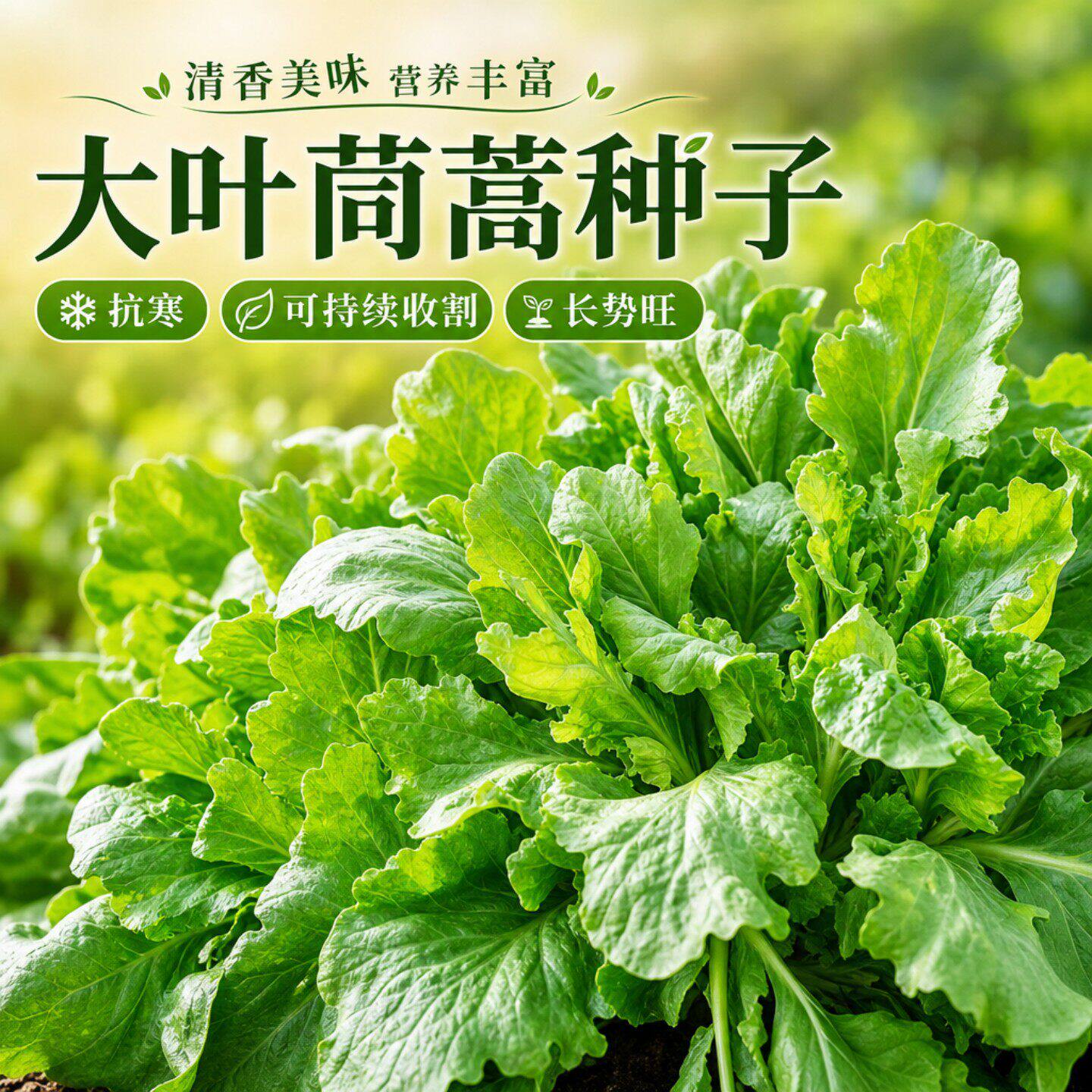 大叶茼蒿种子矮向日葵高产春季四季皇帝菜种孑耐热秋季耐寒蔬菜种