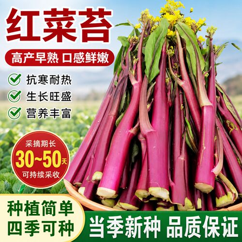 四季红菜苔种子易种农家田园春秋