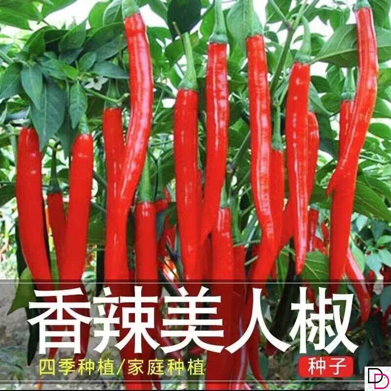 正宗摘不败美人椒种子大