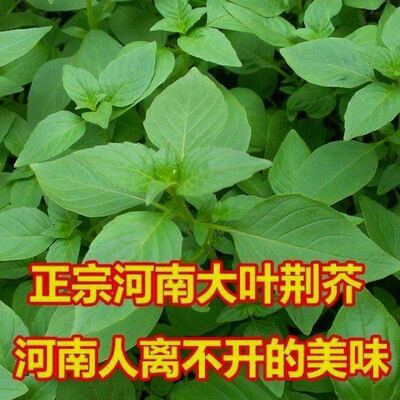大叶荆芥种子河南荆芥种子四季耐热抗病阳台盆栽蔬菜荆芥菜种子