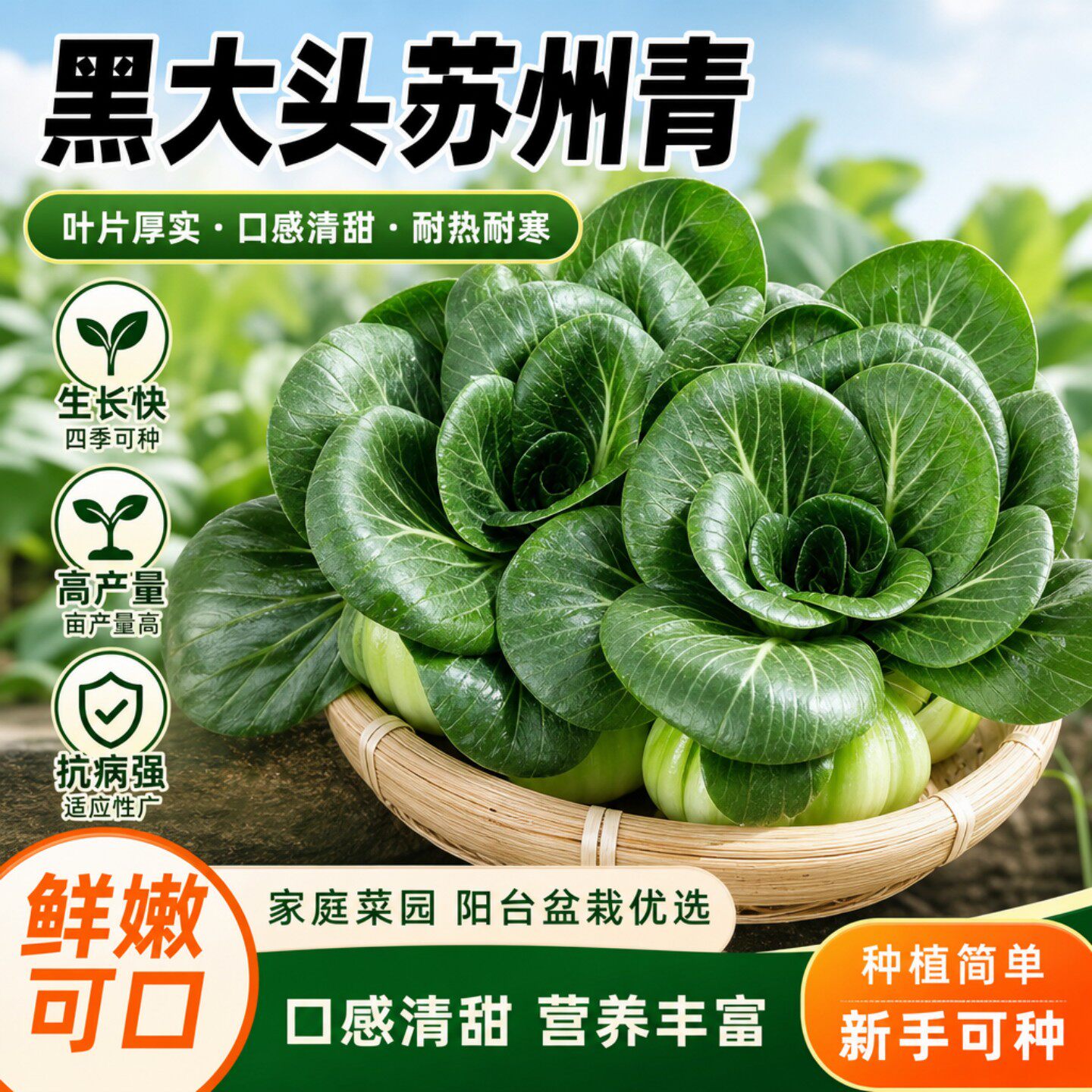 黑大头苏州青可越冬青梗菜种子