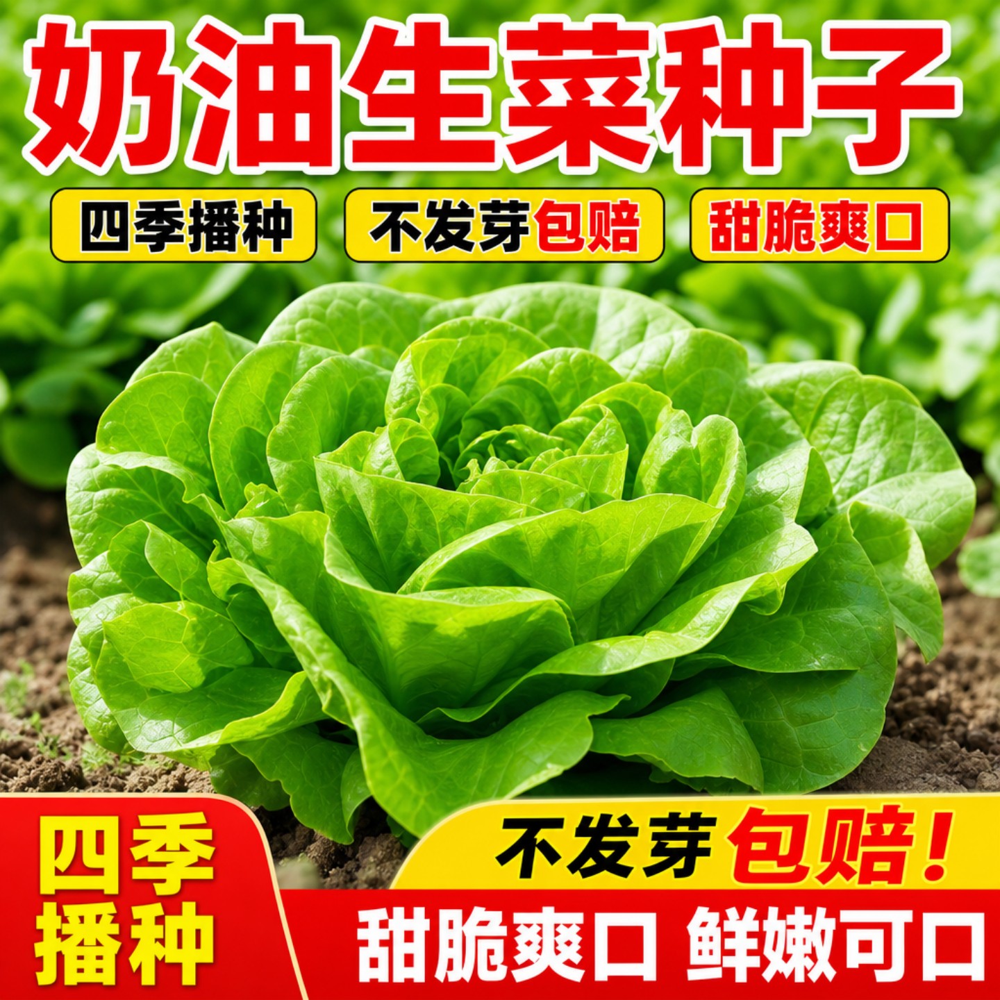 四季可生吃耐热奶油生菜种子速生