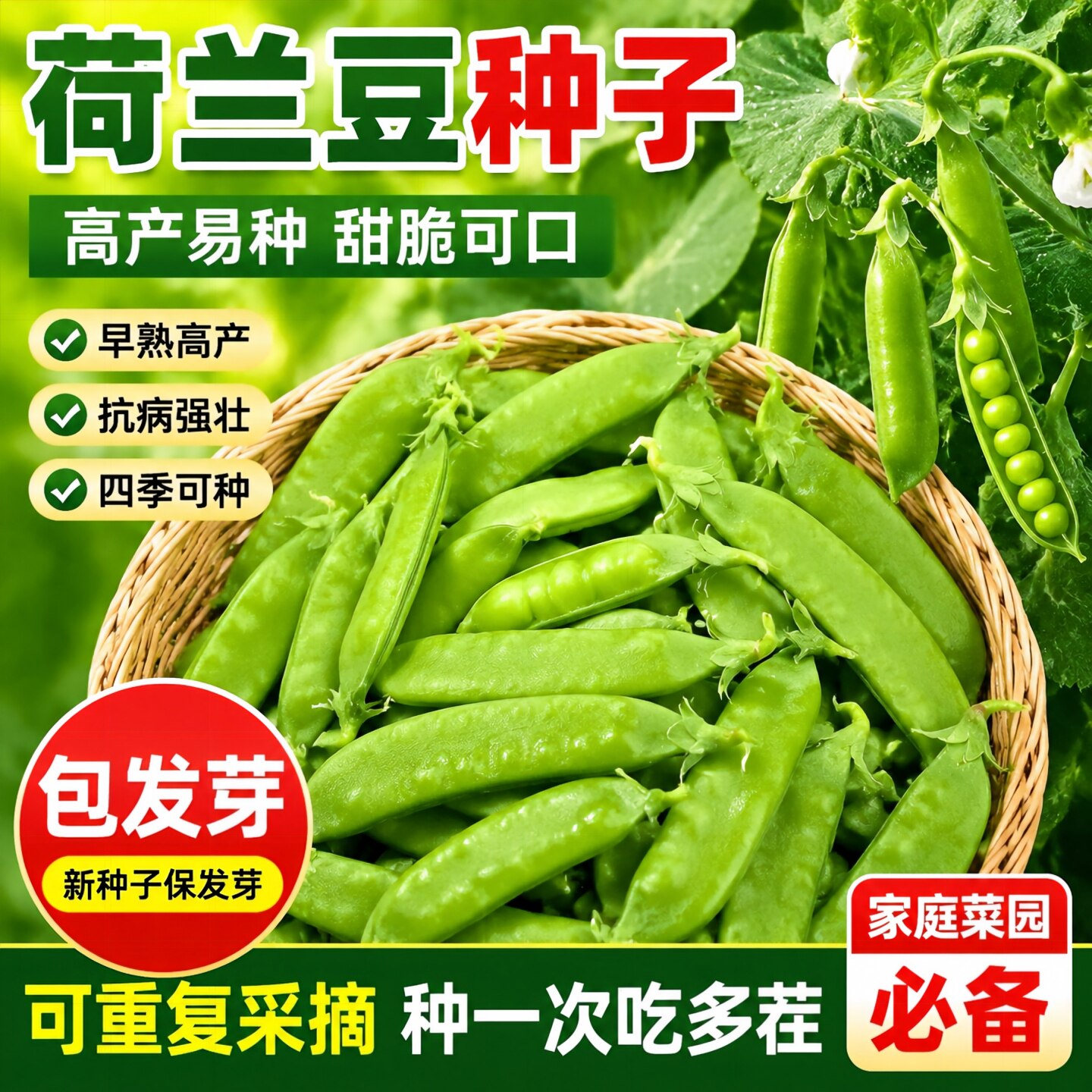 甜脆荷兰豆种子高产耐寒秋冬播