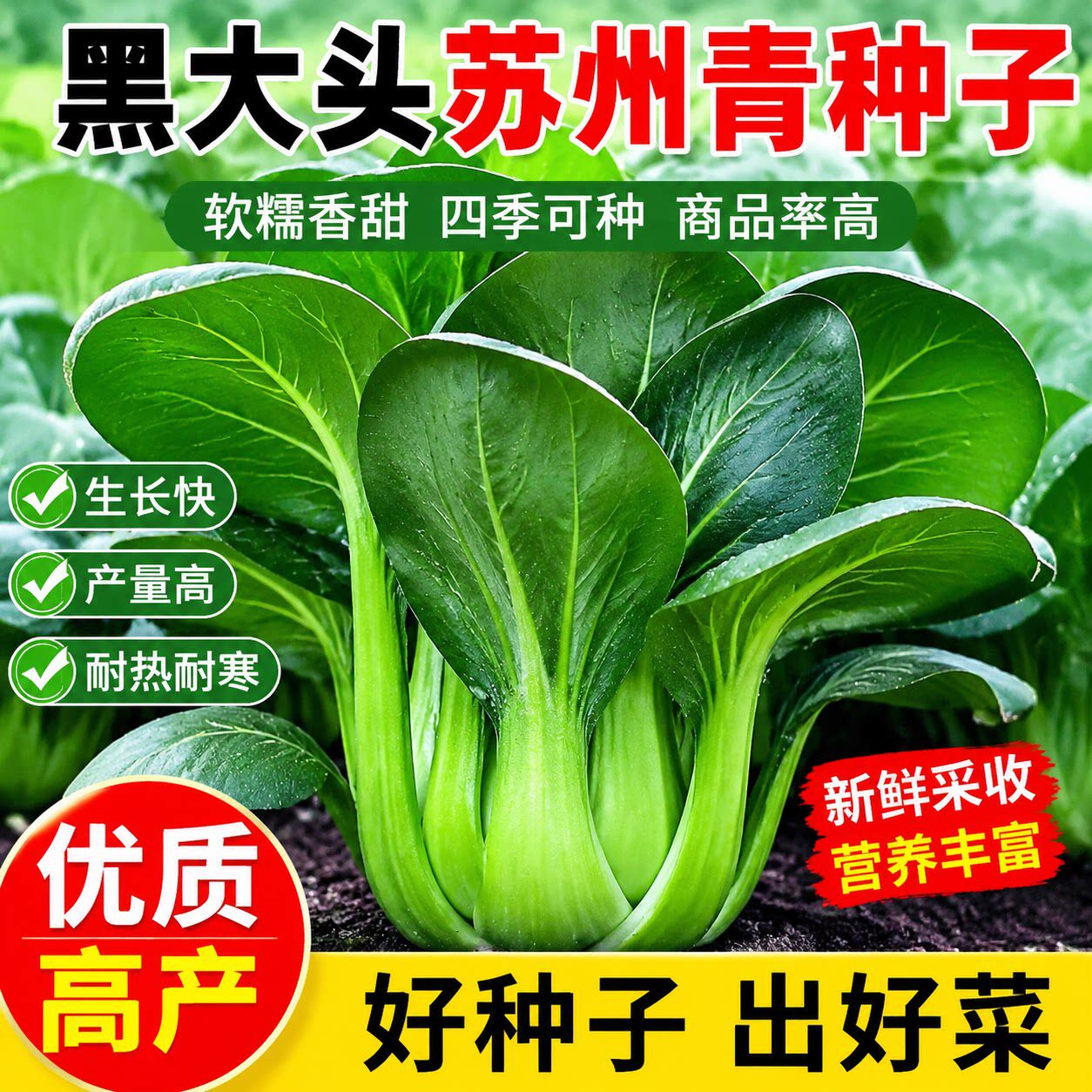 黑大头苏州青上海青青梗菜种子黑叶油菜籽阳台盆栽四季播蔬菜种子