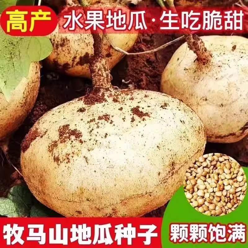 牧马山地瓜种子早熟高产凉薯水果沙葛凉瓜土瓜春夏秋农家自种蔬菜