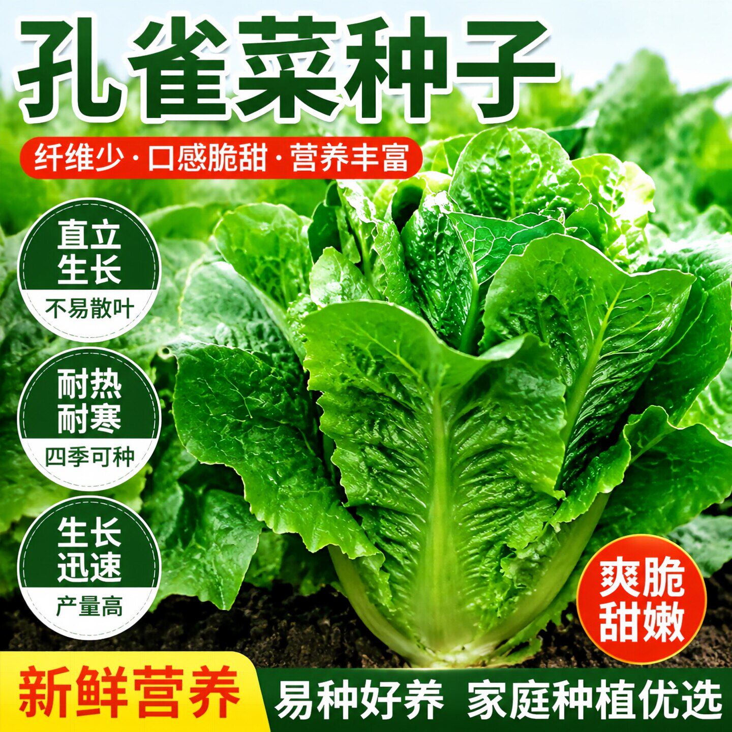 孔雀菜种子罗马生菜种孑四季沙拉菜种籽四季种植耐寒阳台盆栽蔬菜