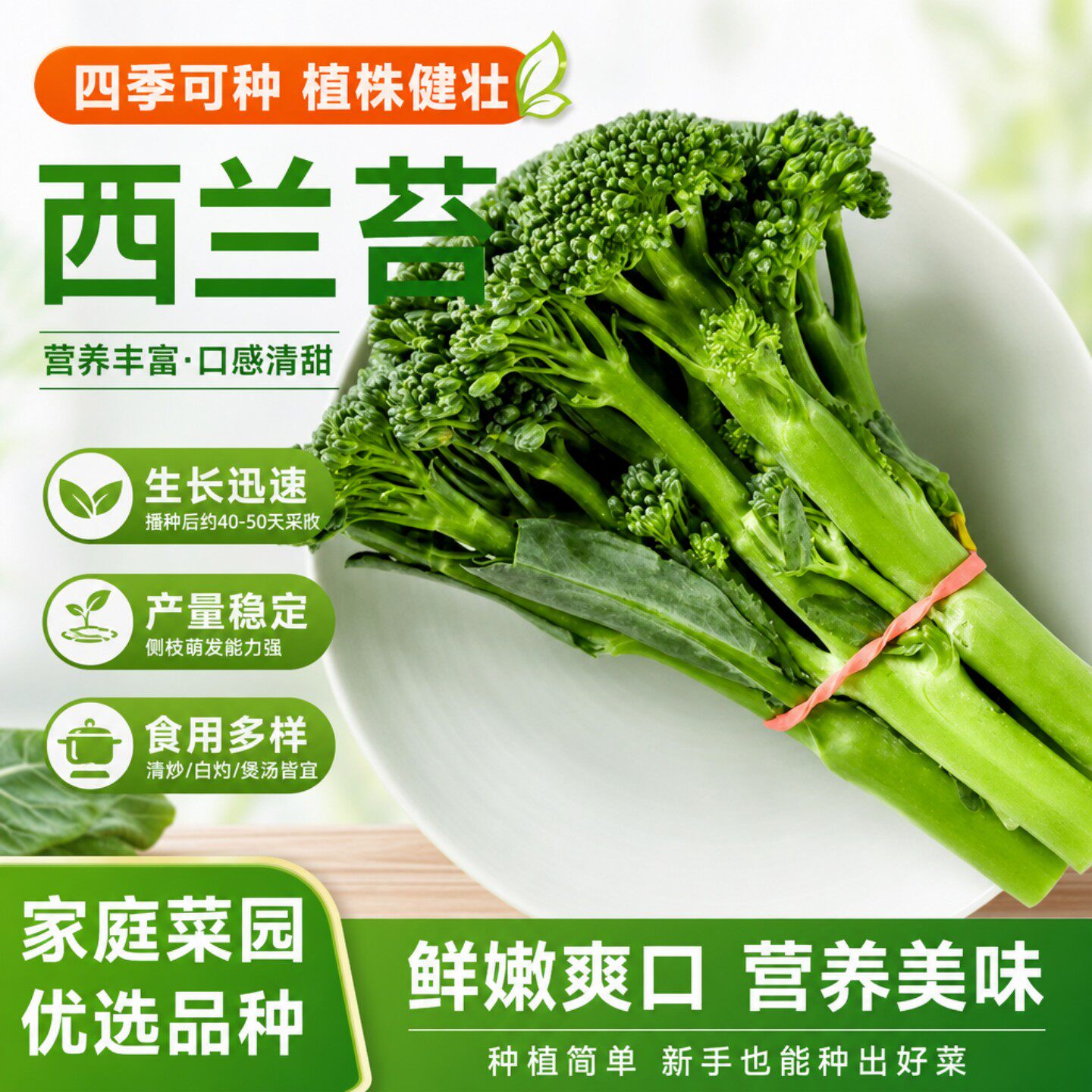有机西兰苔芥菜苔四季播种种子