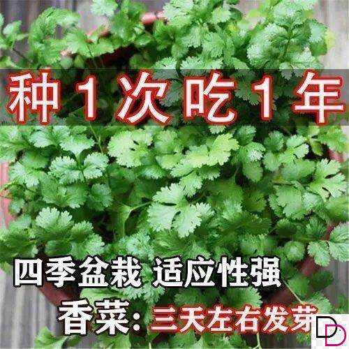 四季香菜种子田园阳台盆栽大叶香菜种籽农家四季可播易种蔬菜种子
