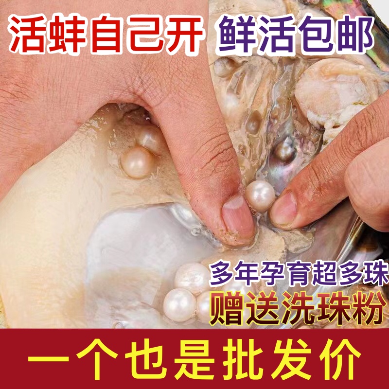 天然淡水珍珠蚌河蚌爱迪生取珍珠单珠多珠蚌自己开壳活体鲜活包邮