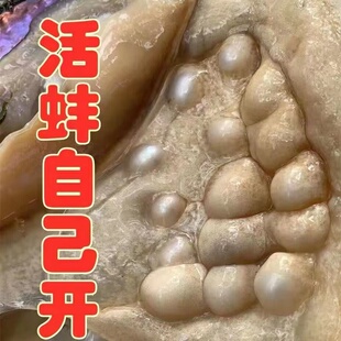 淡水贝壳天然珍珠活体自己开珍珠蚌鲜活巴洛克活蚌多珠蚌取珠贝壳