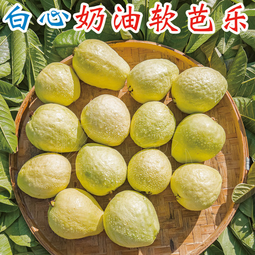 11斤白心奶油软芭乐冰淇淋口感