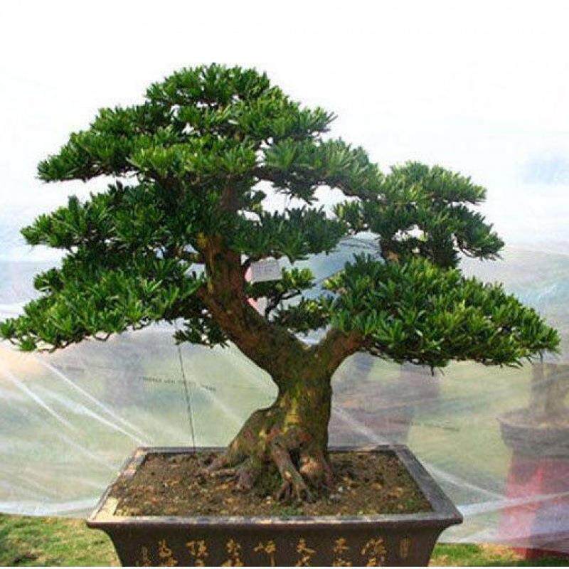 雀舌罗汉松盆景树桩花卉珍珠罗汉盆景室内盆栽庭院盆栽创意造型树