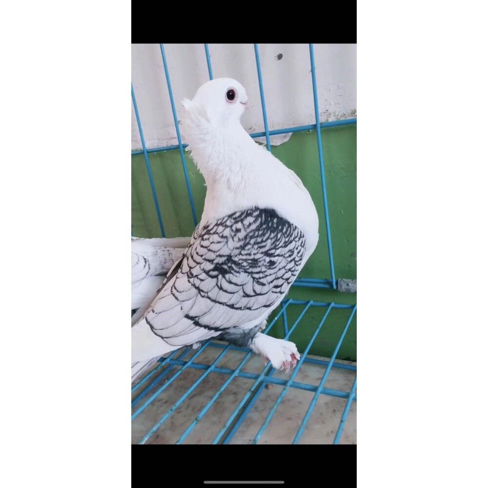 黑细花观赏鸽淑女鸽子种鸽活体青年一对兰花淑女仙女尼姑受精蛋