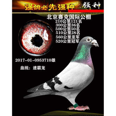信鸽成绩鸽比利时鸽公棚鸽天落鸟