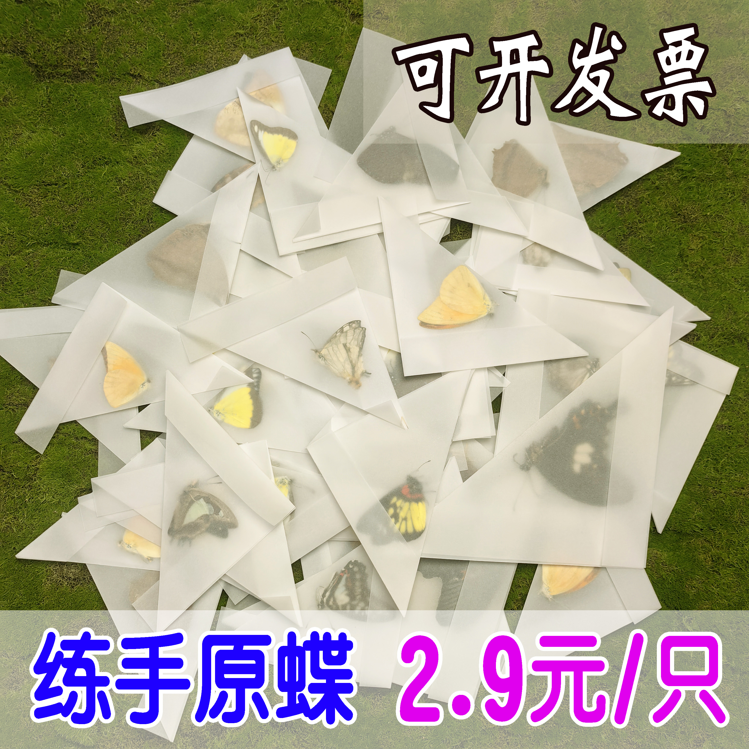 练手原蝶蝴蝶未展翅标本原蝶