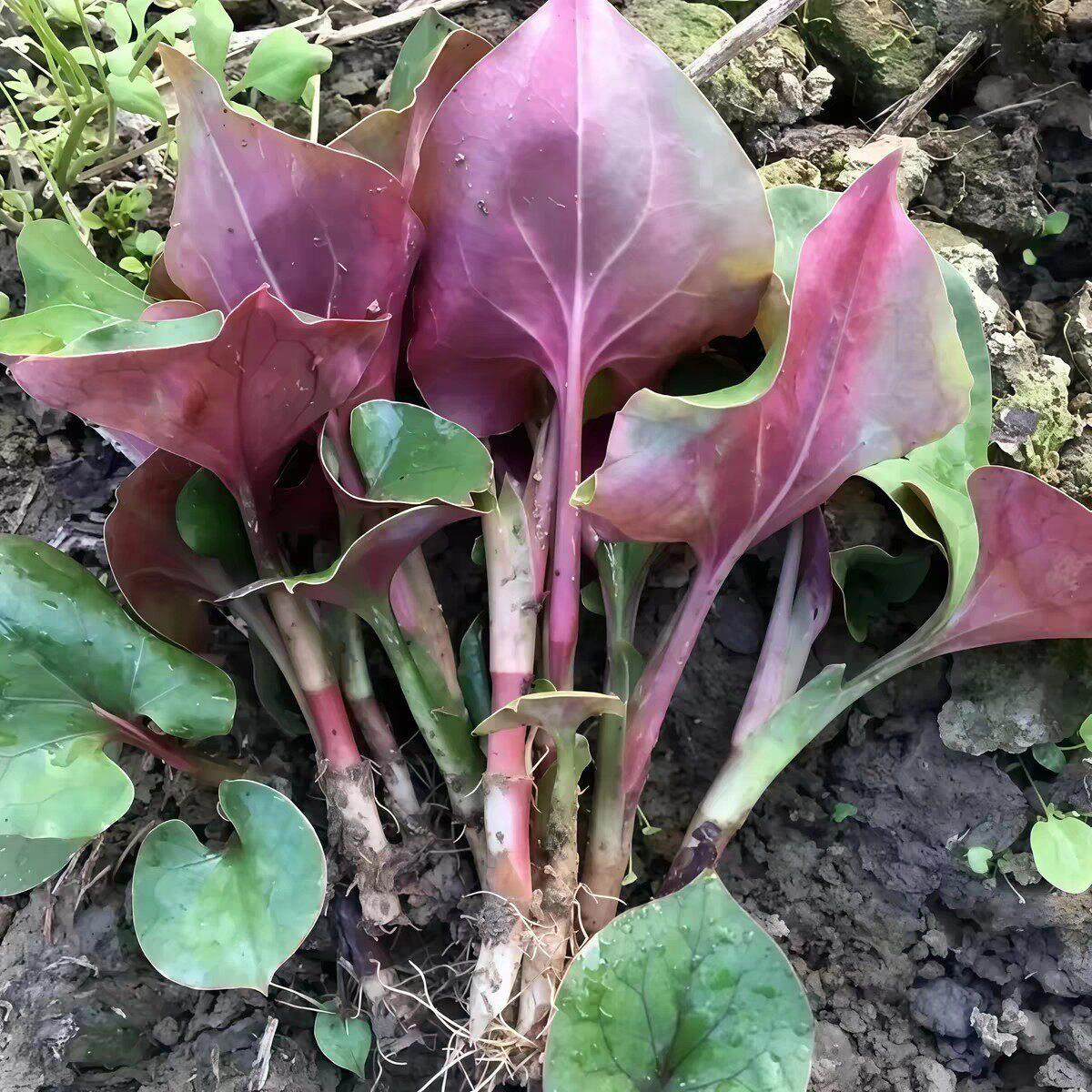 【下单立减50】 新鲜鱼腥草嫩叶四川折耳根叶子凉拌现发侧耳根_WH