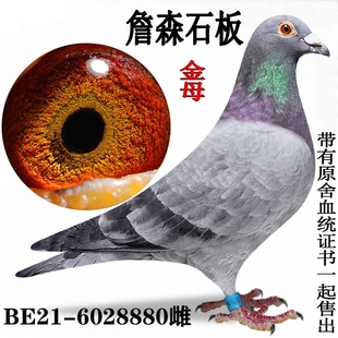 成绩鸽血统鸽公棚鸽天落种鸽信鸽赛鸽原环清棚鸽盖比奶酪胡本鸽3