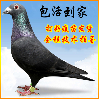 红狐狸信鸽种鸽子活体鸽子活一对