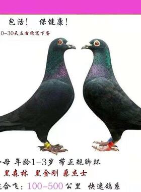 信鸽成绩鸽 种鸽 公棚天落鸟 大特比 迟归 鸟活体 大鼻子 杨阿腾