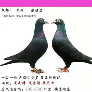 大特比 公棚天落鳥 種鴿 楊阿騰 鳥活體 大鼻子 遲歸 信鴿成績鴿