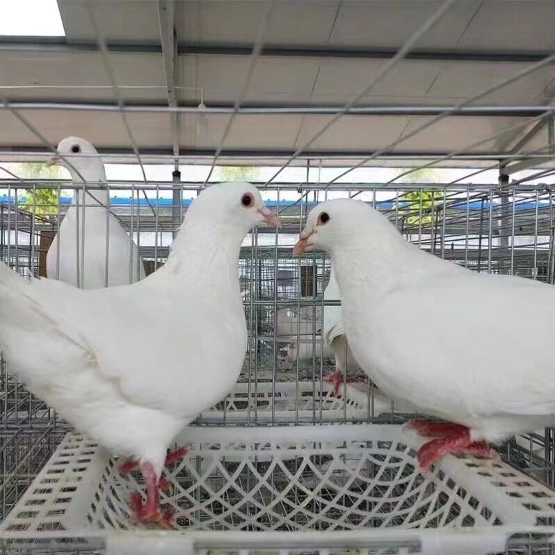 鸽子活苗肉鸽一对雨点鸽青年种鸽子活体银王信鸽瓦灰鸽白羽活鸽子