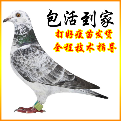 鸽子活一对种鸽子活体公母肉鸽信