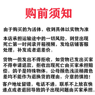 瓦灰鸽子活一对成绩鸽信鸽赛鸽鸽子原配种鸽小鸽活体幼鸽血统鸽