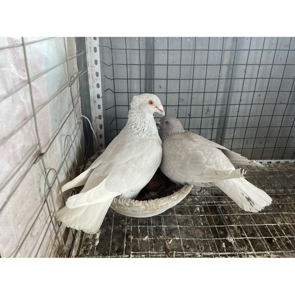 鸽子活体肉鸽信鸽赛鸽黄金甲鸽子红雨点鸽子红二线鸽子银色鸽子