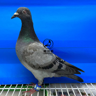 台湾海翔台鸽恐怖59系血统信鸽赛鸽台鸽詹森种鸽活物鸽子苗幼鸽包