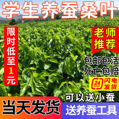 新鲜桑叶学生科学养蚕套装喂蚕嫩桑叶大桑叶蚕宝宝饲料现摘包邮