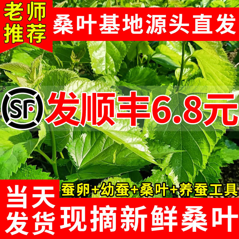 新鲜桑叶养蚕嫩桑叶学生养蚕套装蚕宝宝蚕卵养蚕饲料现摘桑树喂蚕
