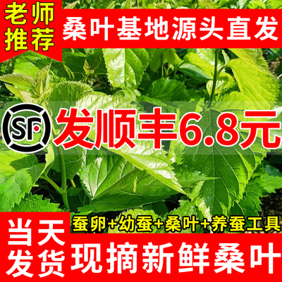 新鲜桑叶养蚕嫩桑叶学生养蚕套装蚕宝宝蚕卵养蚕饲料现摘桑树喂蚕