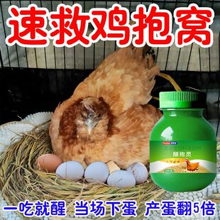 母鸡抱窝醒速效醒抱灵不让母鸡孵化扒窝抱窝灵番鸭醒窝饲料添加剂