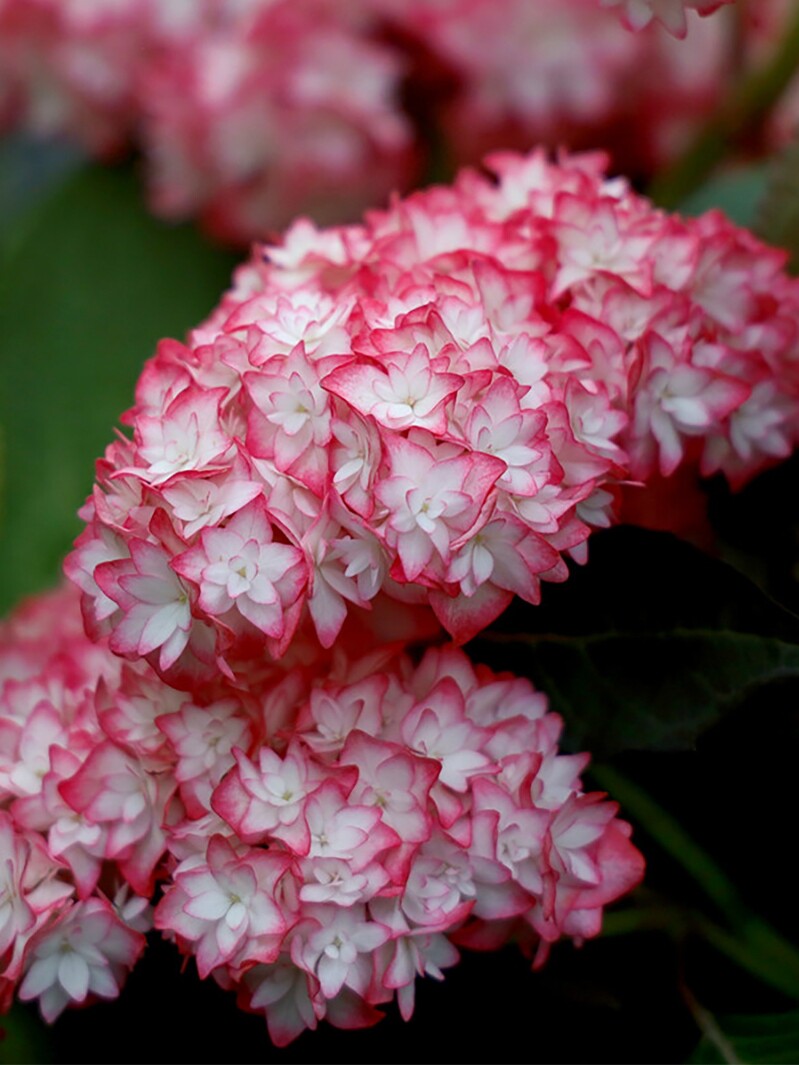 新人减青研园艺新品种绣球花苗魔幻革命星空恋物语庭院花园花卉盆