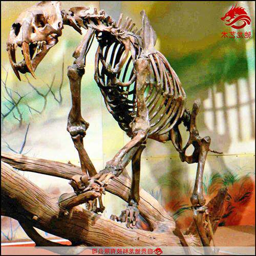 仿真剑齿虎骨架化石大型灭绝古生物骨头化石骨骼模型博物馆摆件