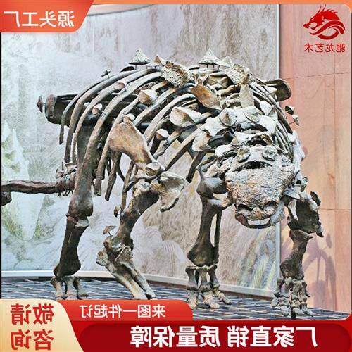 仿真甲龙骨架化石大型灭绝生物骨架模型定制动物骨骼展示模型