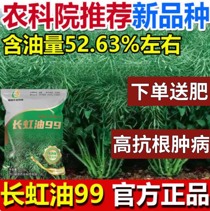 【抗根肿病升级装】长虹油99中早熟油菜杂交高产种子矮杆耐寒抗倒