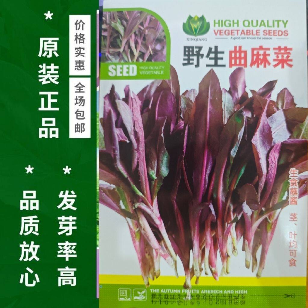 野生曲麻菜种子苦麻菜芽芽菜东北山野菜四季种植多年收获青菜种子