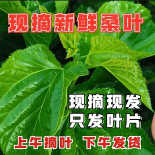 新鲜桑叶喂蚕现摘春蚕宝宝吃的桑叶饲料养大小蚕食用食物500g包邮