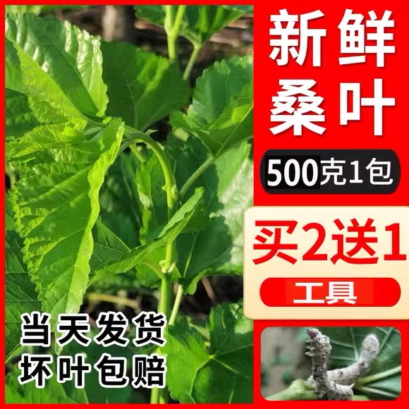 新鲜桑叶喂蚕现摘春蚕宝宝吃的桑叶饲料养大小蚕食用食物500g包邮