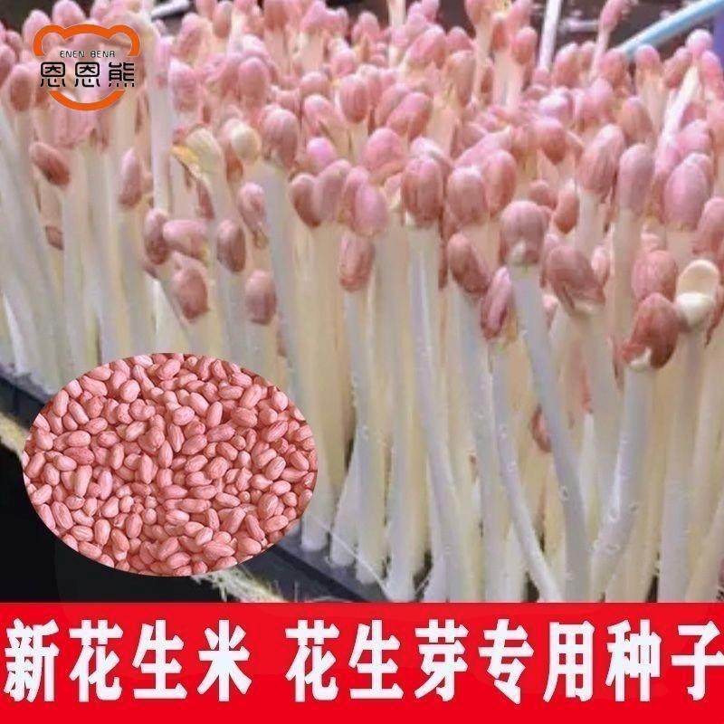 最新花生芽专用种子水培发芽无壳手剥大粒花生米籽育原9616