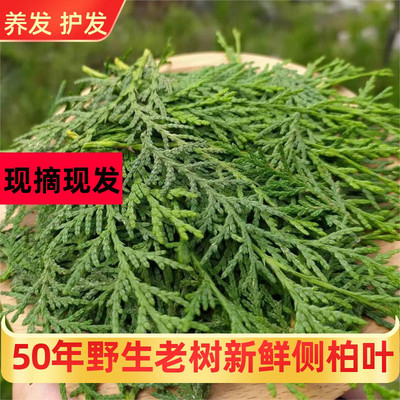 侧柏叶中药材官方旗舰店何首乌中药洗发皂干侧柏叶女贞子墨旱莲