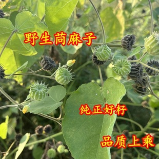 特级苘麻子中药材 野生麻果籽青麻子 熟苘麻籽茼麻子毛毛果子粉