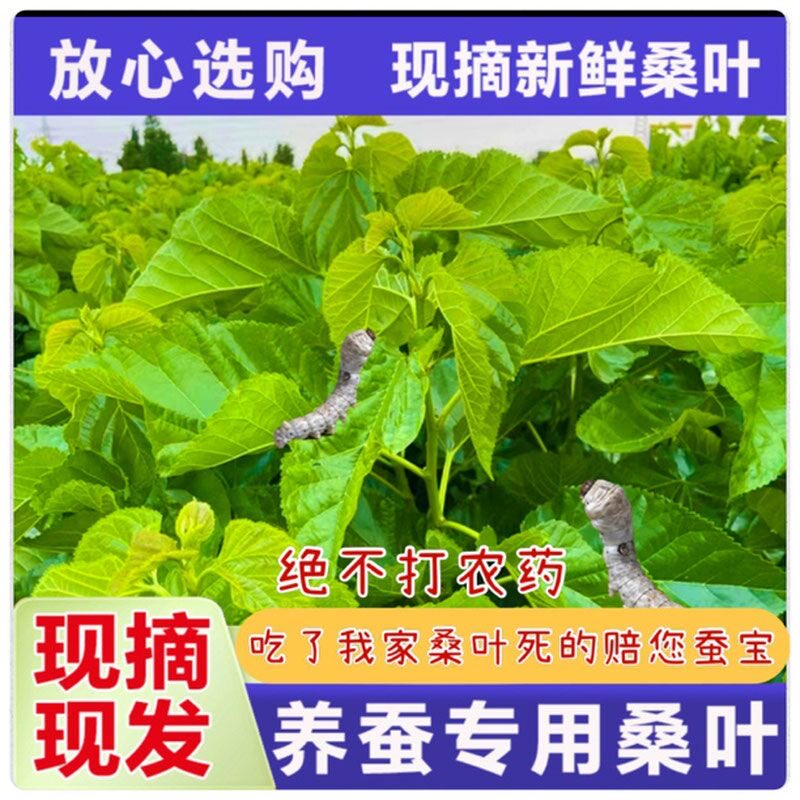 新鲜桑叶喂蚕现摘春蚕宝宝吃的桑叶饲料养大小蚕食用食物500g包邮