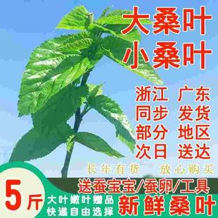 500g新鲜桑叶蚕宝宝学生养蚕桑叶喂蚕嫩桑叶蚕农基地现摘包新鲜嫩