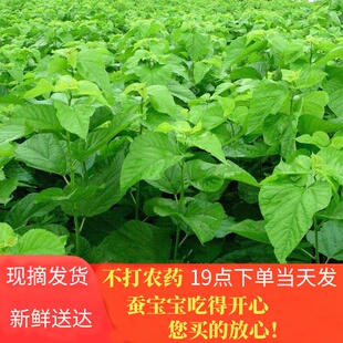 新鲜桑叶喂蚕现摘春蚕宝宝吃的桑叶饲料养大小蚕食用食物500g包邮